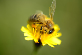 Was Bienen und Honig uns predigen